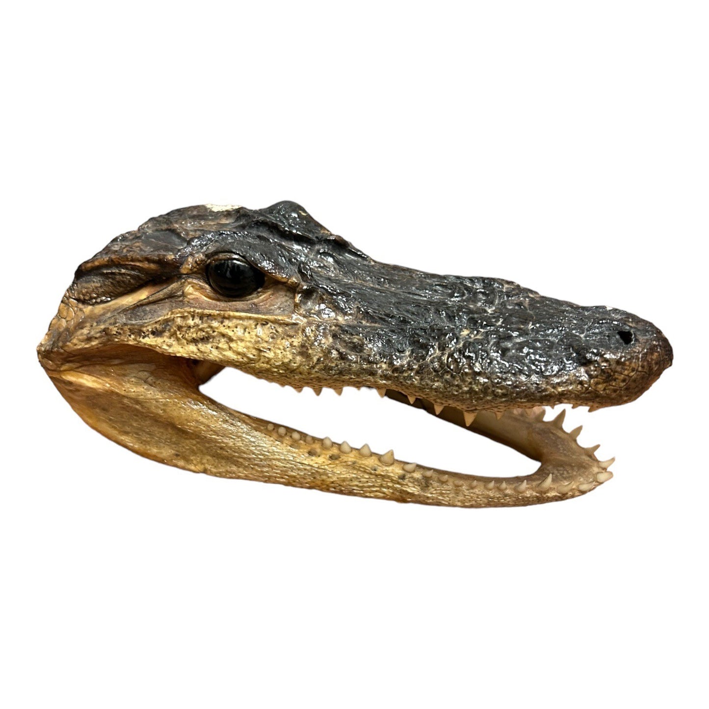 American Alligator Head Taxidermy 6.5 Inches